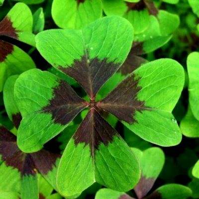 无双飞将九游客户端下载