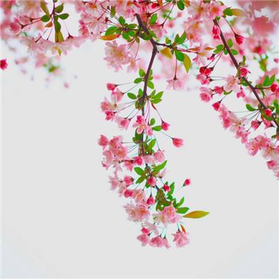 巅峰王者手机版(暂未上线)v1.8.7 安卓版